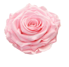 Carica l'immagine nel visualizzatore di Gallery, Rosa classica vari colori - Taglia XS