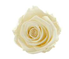 Carica l'immagine nel visualizzatore di Gallery, Rosa classica vari colori - Taglia M