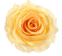 Carica l'immagine nel visualizzatore di Gallery, Rosa classica vari colori - Taglia XS