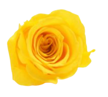 Carica l'immagine nel visualizzatore di Gallery, Rosa classica vari colori - Taglia S