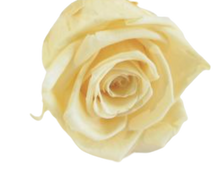 Carica l'immagine nel visualizzatore di Gallery, Rosa classica vari colori - Taglia XL