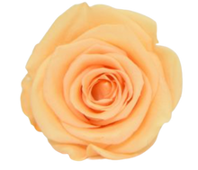 Carica l'immagine nel visualizzatore di Gallery, Rosa classica vari colori - Taglia L