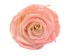 Carica l'immagine nel visualizzatore di Gallery, Rosa classica vari colori - Taglia XL