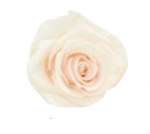 Carica l'immagine nel visualizzatore di Gallery, Rosa classica vari colori - Taglia L