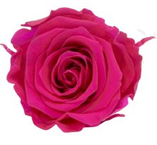 Carica l'immagine nel visualizzatore di Gallery, Rosa classica vari colori - Taglia XL