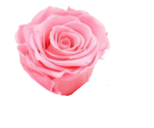 Carica l'immagine nel visualizzatore di Gallery, Rosa classica vari colori - Taglia M