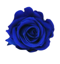 Carica l'immagine nel visualizzatore di Gallery, Rosa classica vari colori - Taglia XL