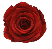 Carica l'immagine nel visualizzatore di Gallery, Rosa classica vari colori - Taglia M
