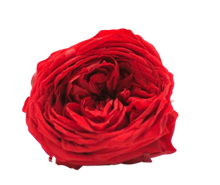 Carica l'immagine nel visualizzatore di Gallery, Rosa inglese vari colori - Taglia L
