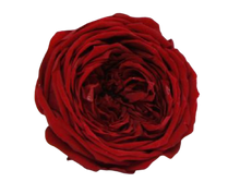 Carica l'immagine nel visualizzatore di Gallery, Rosa inglese vari colori - Taglia L