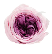 Carica l'immagine nel visualizzatore di Gallery, Rosa inglese nuanced - Vari colori - Taglia M