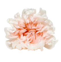Carica l'immagine nel visualizzatore di Gallery, Crisantemo sfumato bianco e rosa - Taglia S