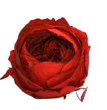 Carica l'immagine nel visualizzatore di Gallery, Peonia in vari colori - Taglia unica