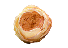 Carica l'immagine nel visualizzatore di Gallery, Peonia in vari colori - Taglia unica