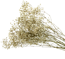 Carica l'immagine nel visualizzatore di Gallery, Gypsophila in vari colori
