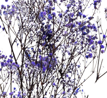 Carica l'immagine nel visualizzatore di Gallery, Gypsophila in vari colori