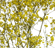 Carica l'immagine nel visualizzatore di Gallery, Gypsophila in vari colori