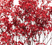 Carica l'immagine nel visualizzatore di Gallery, Gypsophila in vari colori