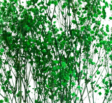 Carica l'immagine nel visualizzatore di Gallery, Gypsophila in vari colori