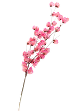 Carica l'immagine nel visualizzatore di Gallery, Bougainvillea di vari colori