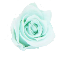 Carica l'immagine nel visualizzatore di Gallery, Rosa classica vari colori - Taglia M