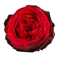 Carica l'immagine nel visualizzatore di Gallery, Rosa inglese rosso nuanced - Taglia L