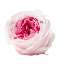 Carica l'immagine nel visualizzatore di Gallery, Rosa inglese nuanced - Vari colori - Taglia M