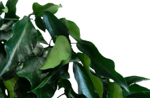 Carica l'immagine nel visualizzatore di Gallery, Edera