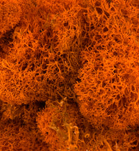 Carica l'immagine nel visualizzatore di Gallery, Muschio stabilizzato

