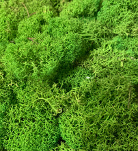 Carica l'immagine nel visualizzatore di Gallery, Muschio stabilizzato

