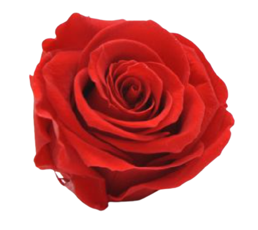 Rosa classica vari colori - Taglia M