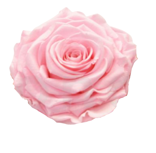 Rosa classica vari colori - Taglia XS