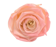 Carica l&#39;immagine nel visualizzatore di Gallery, Rosa classica vari colori - Taglia XL
