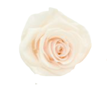 Carica l&#39;immagine nel visualizzatore di Gallery, Rosa classica vari colori - Taglia L
