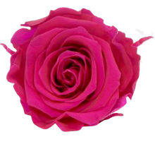 Carica l&#39;immagine nel visualizzatore di Gallery, Rosa classica vari colori - Taglia XL
