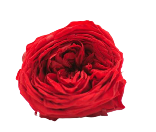 Rosa inglese vari colori - Taglia L