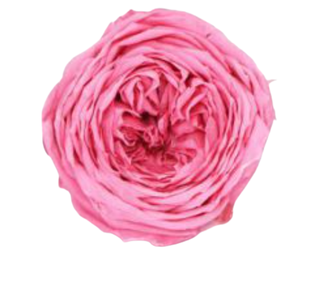 Rosa inglese rosa - Taglia M