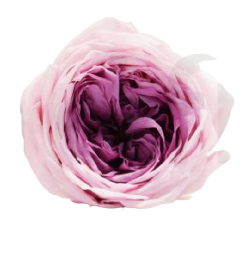 Rosa inglese nuanced - Vari colori - Taglia M