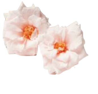 Rosa selvatica in vari colori - Taglia L