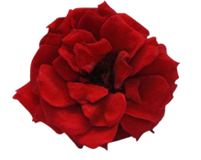 Carica l&#39;immagine nel visualizzatore di Gallery, Rosa selvatica in vari colori - Taglia L
