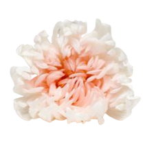 Carica l&#39;immagine nel visualizzatore di Gallery, Crisantemo sfumato bianco e rosa - Taglia S

