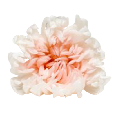 Crisantemo sfumato bianco e rosa - Taglia S