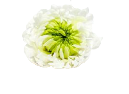 Crisantemo sfera sfumato in vari colori - Taglia XL
