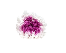 Carica l&#39;immagine nel visualizzatore di Gallery, Crisantemo sfera sfumato in vari colori - Taglia XL
