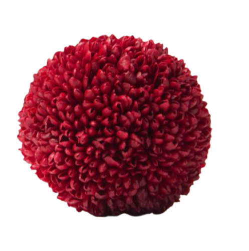 Crisantemo sfera in vari colori - Taglia M