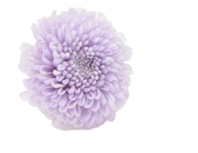 Carica l&#39;immagine nel visualizzatore di Gallery, Crisantemo in vari colori - Taglia S
