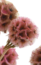 Carica l&#39;immagine nel visualizzatore di Gallery, Scabiosa
