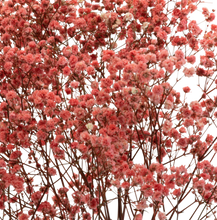 Carica l&#39;immagine nel visualizzatore di Gallery, Gypsophila in vari colori
