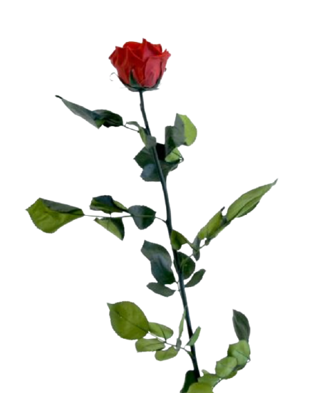 Rosa con stelo in vari colori - Taglia L