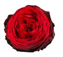 Carica l&#39;immagine nel visualizzatore di Gallery, Rosa inglese rosso nuanced - Taglia L
